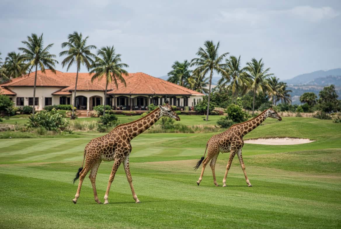 Giraffes walking across a golf course in Kenya
